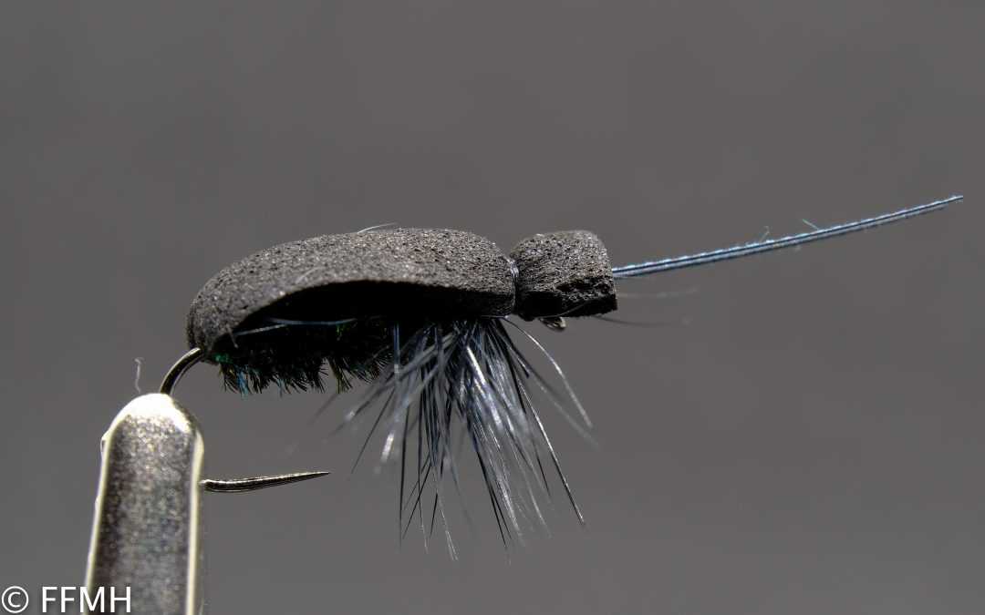 Black Beetle Black Beetle