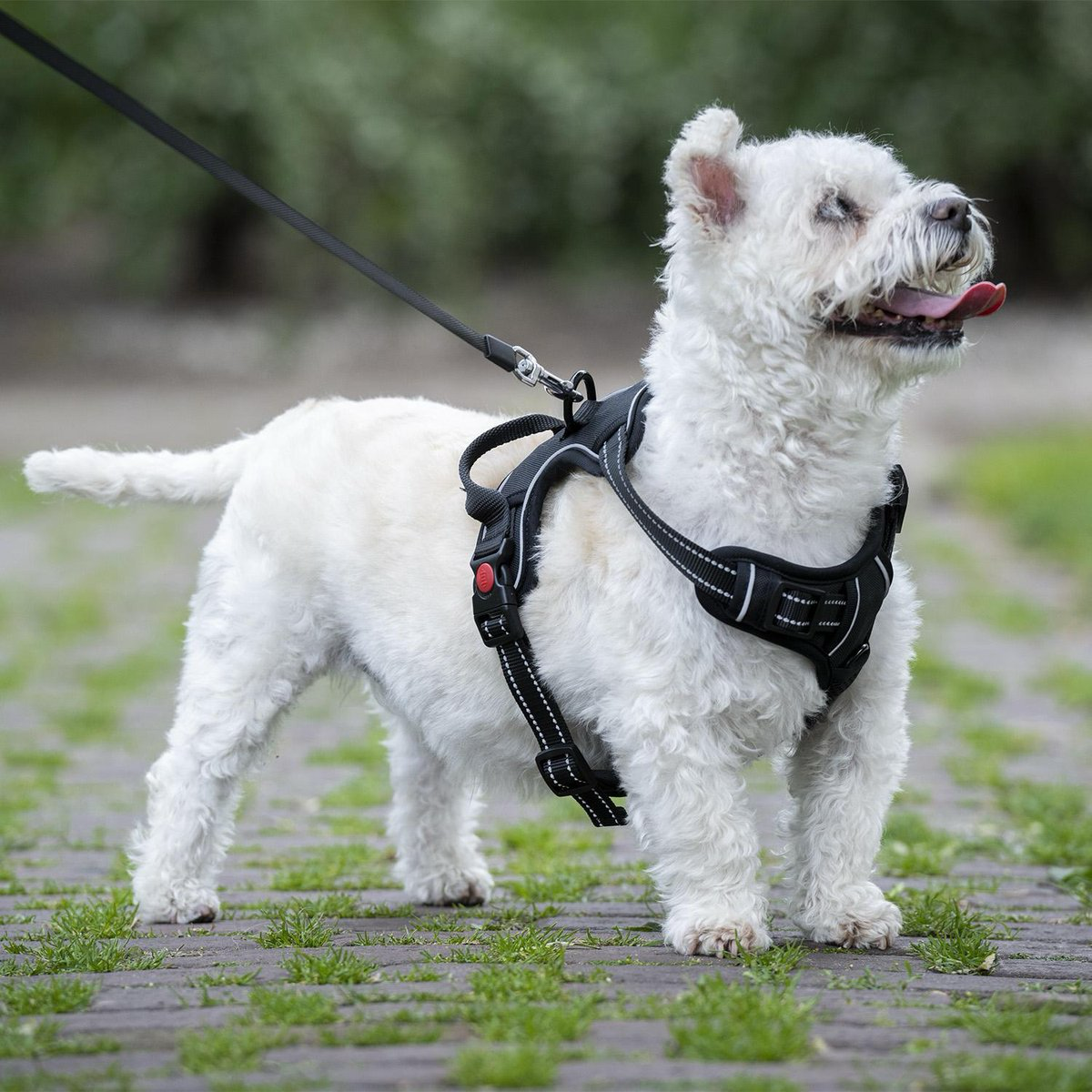 Wavea Hondenharnas maat S zwart