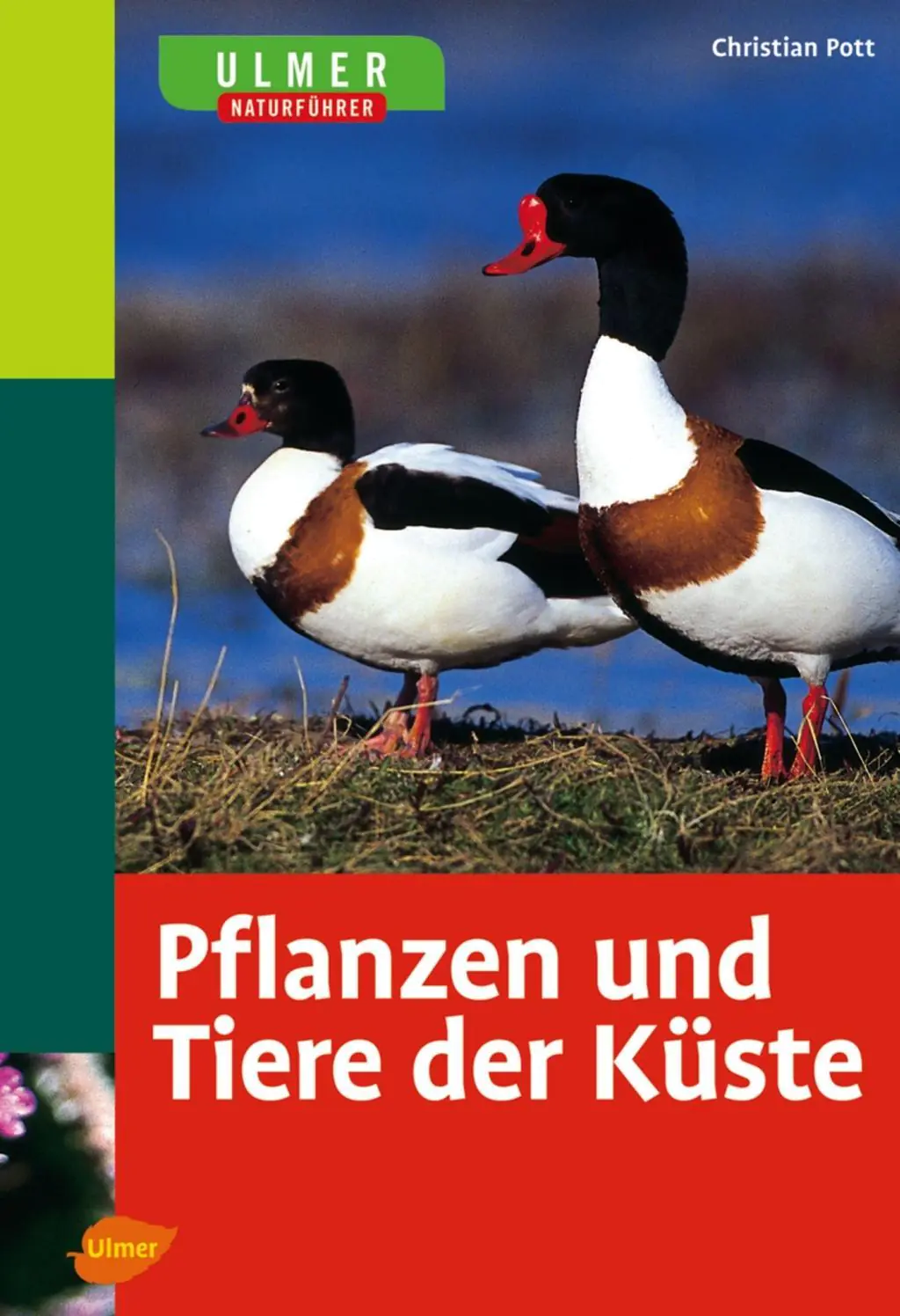 Pflanzen und Tiere der Küste aus der Kategorie Sachkunde