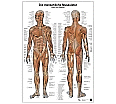 Anatomie-Lerntafel. Die menschliche Muskulatur aus der Kategorie Biologie