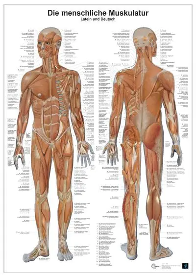Anatomie-Lerntafel. Die menschliche Muskulatur aus der Kategorie Biologie
