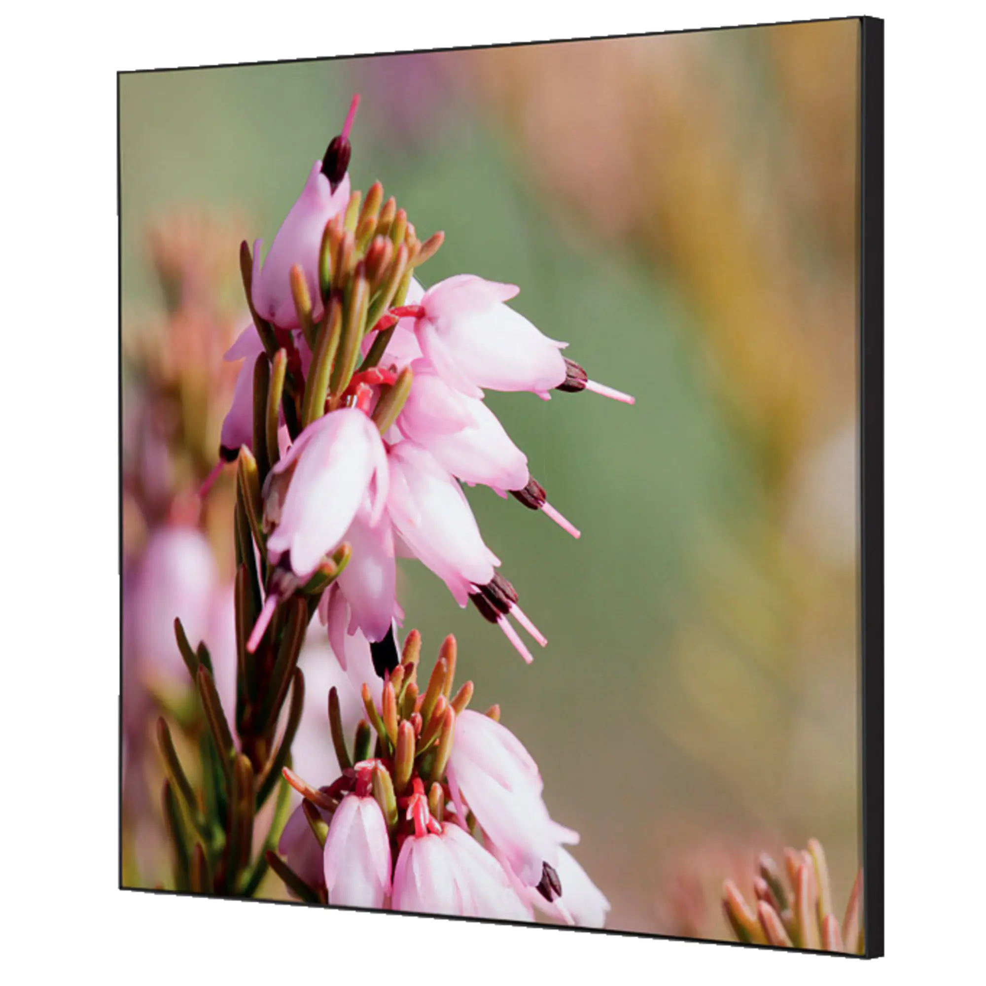 Showdown Wanddekoration Set 40x40cm Pinke Blume Erica aus der Kategorie Dekoration