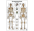 Anatomie-Lerntafel. Das menschliche Skelett aus der Kategorie Biologie