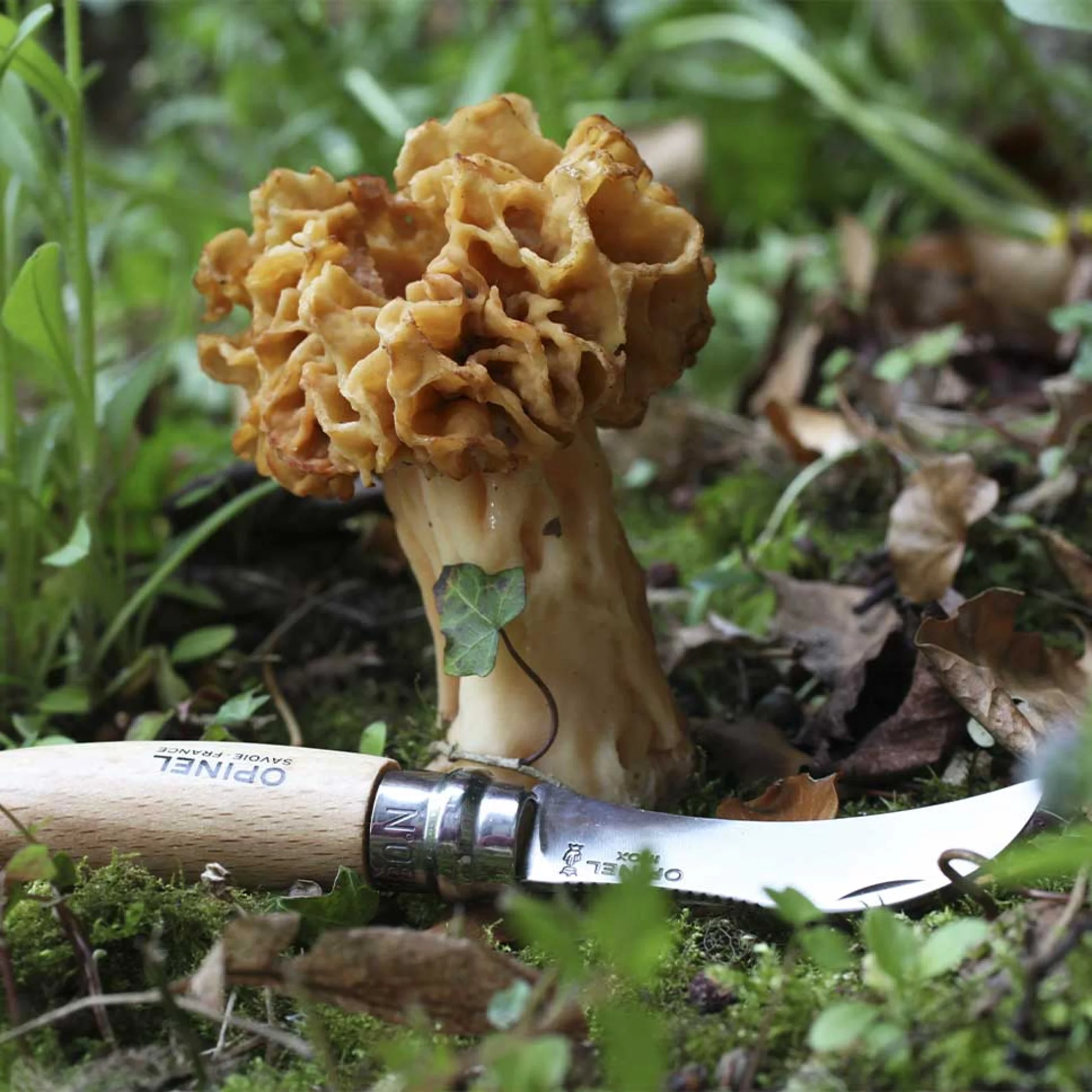 Opinel-Pilzmesser