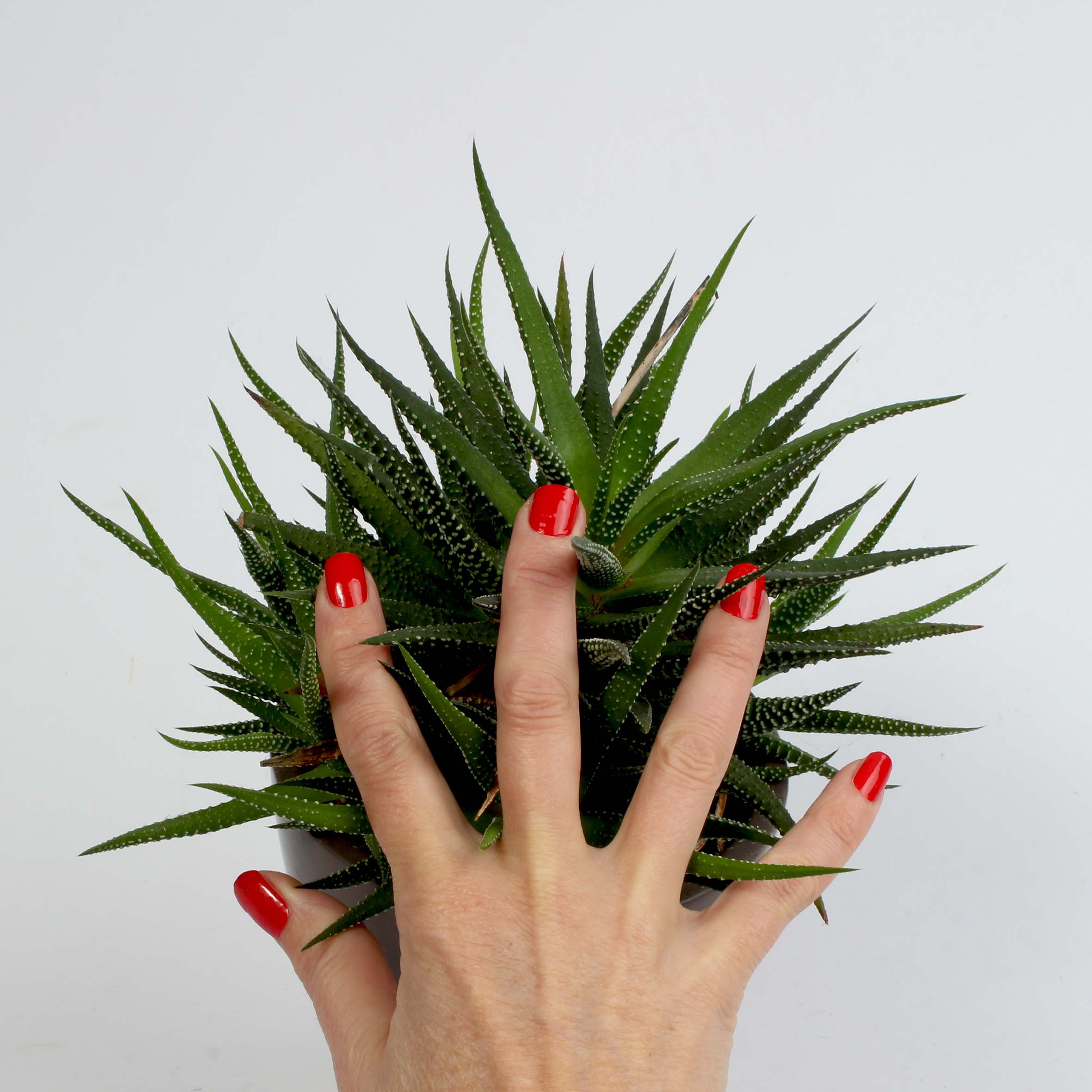 Laued films pour ongles  red treasure main avec plante