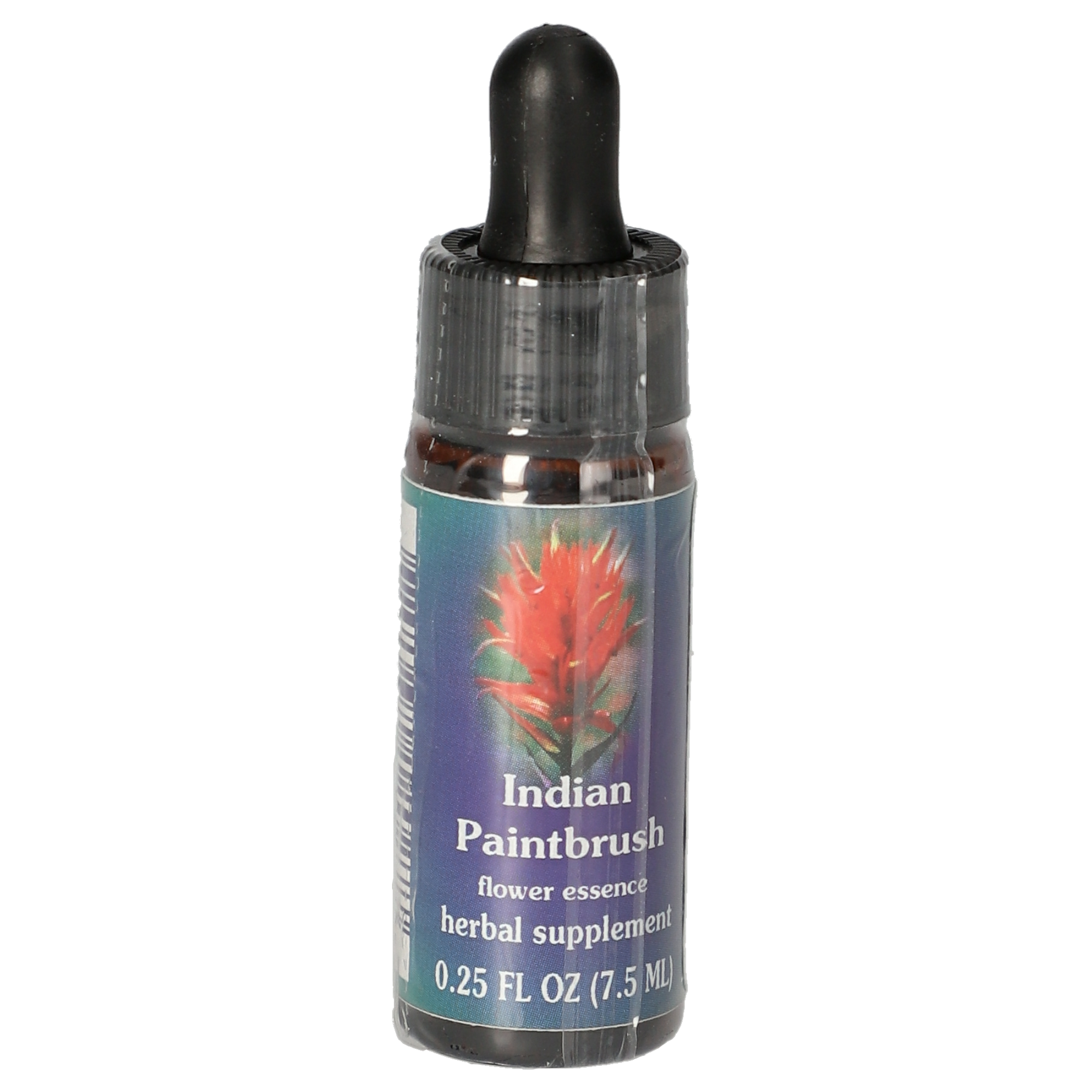 Indian Paintbrush / Castilleja miniata gouttes Indian Paintbrush / Castilleja miniata gouttes