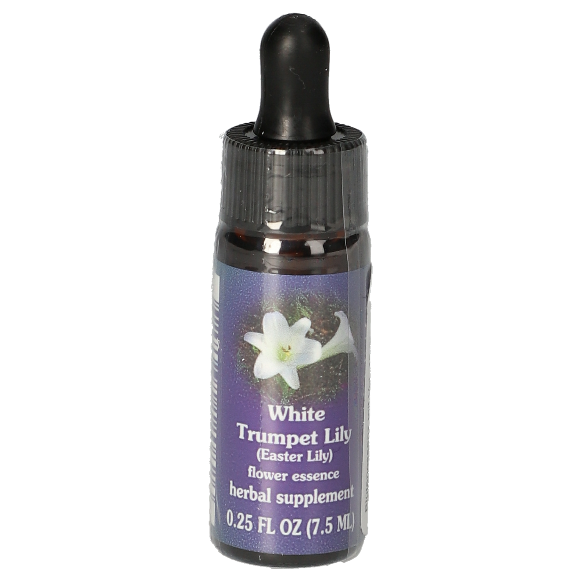 White Trumpet Lily / Easter Lily Tropfen White Trumpet Lily / Easter Lily Tropfen