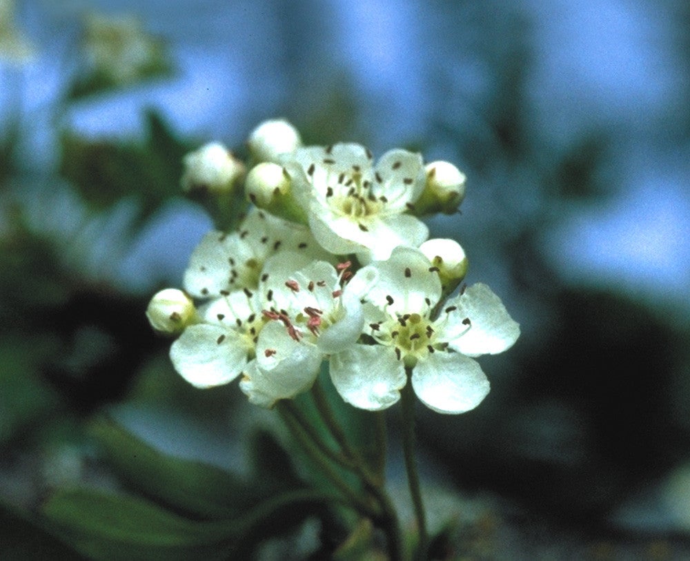 Hawthorn Tree Essence Tropfen