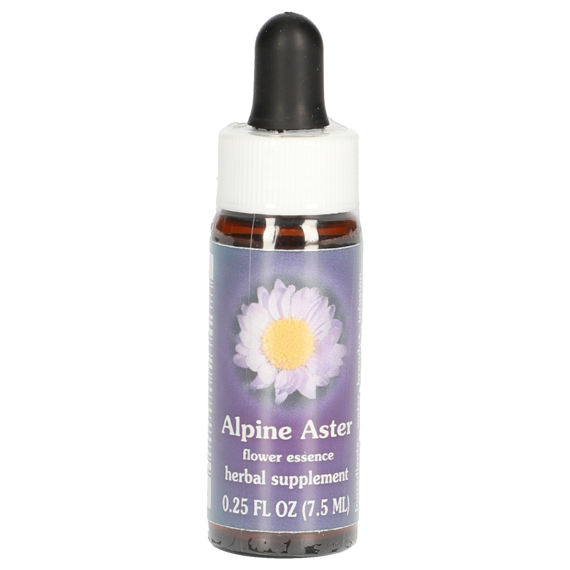 Alpine Aster / Alpen-Aster Tropfen