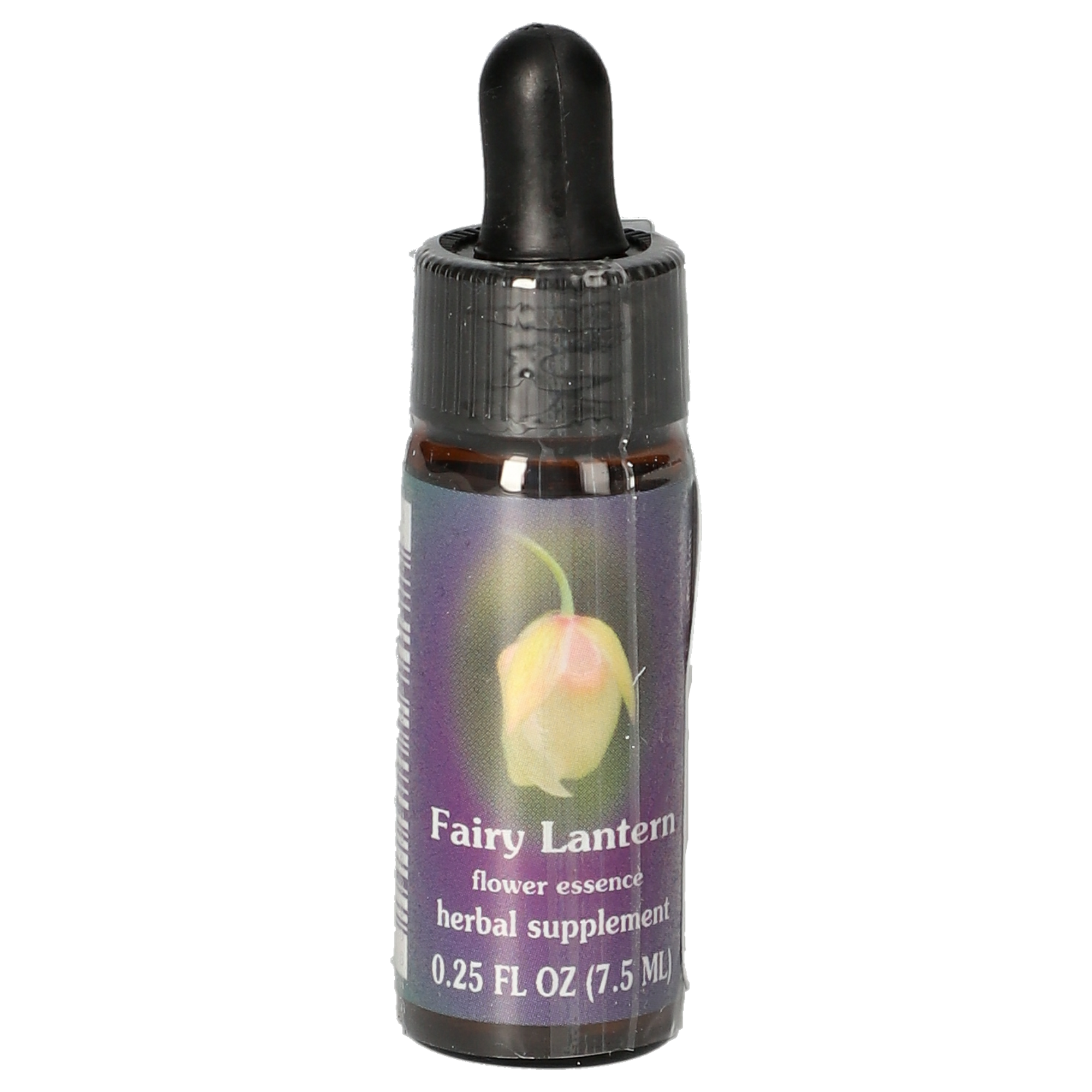 Fairy Lantern / Tulipe des Mormons gouttes