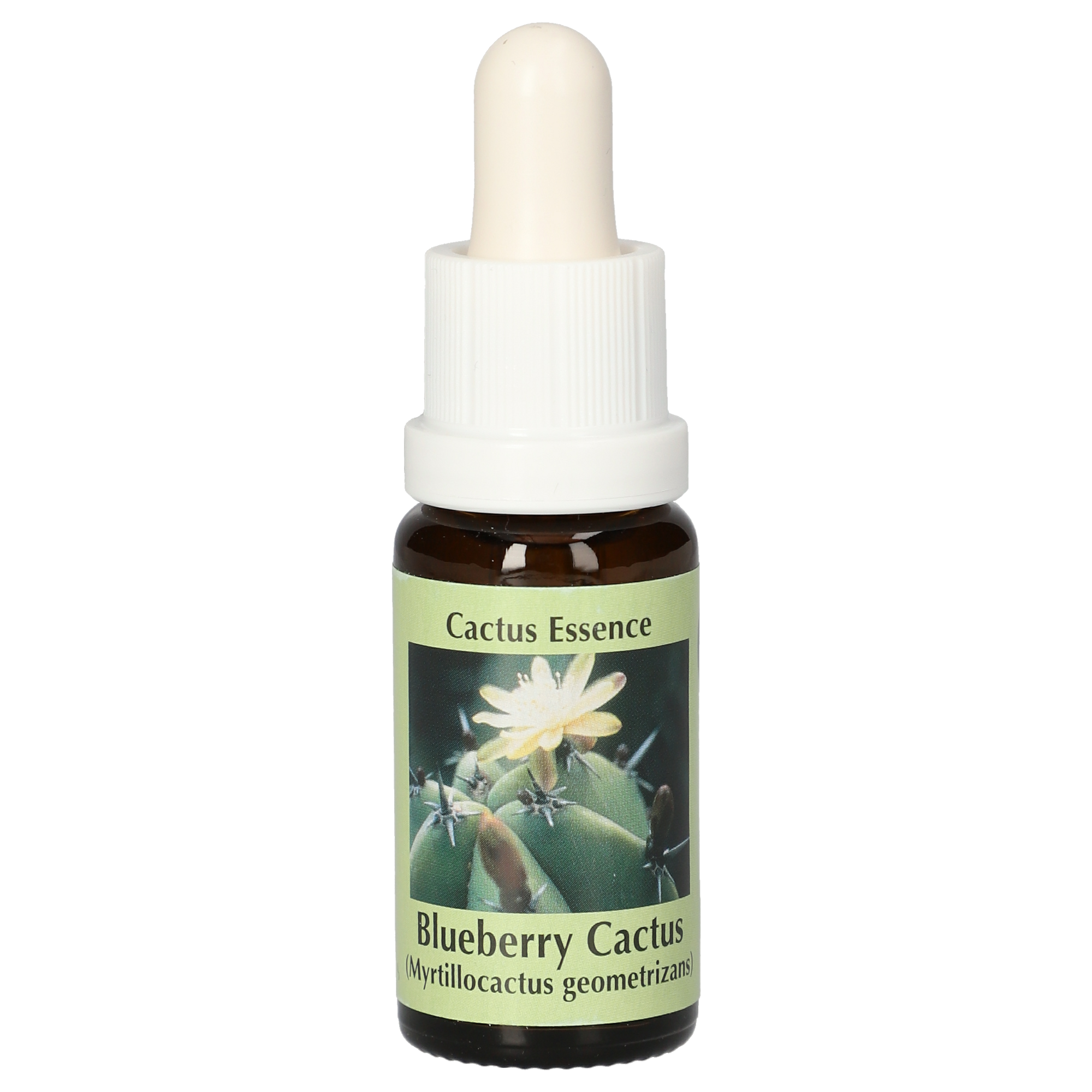 Blueberry Cactus Tropfen