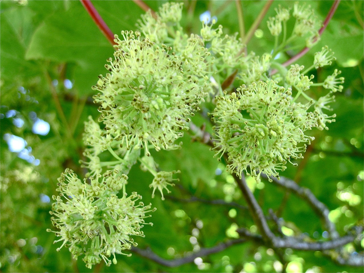 Sycamore Tree Essence Tropfen