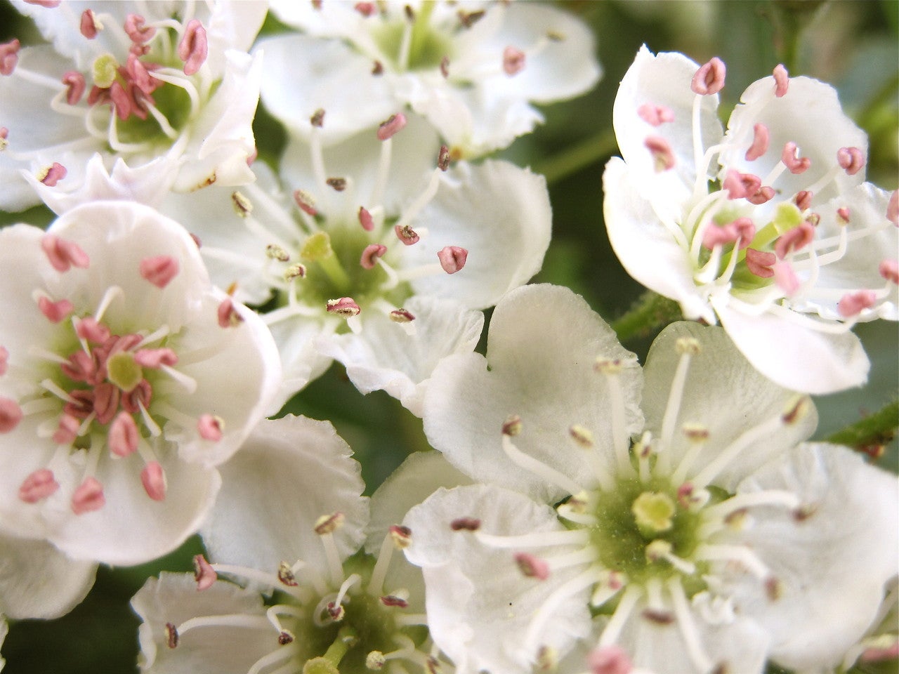 Hawthorn Tree Essence Tropfen