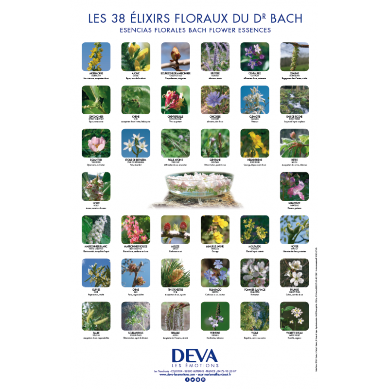 Poster des 38 Fleurs de Bach Poster des 38 Fleurs de Bach