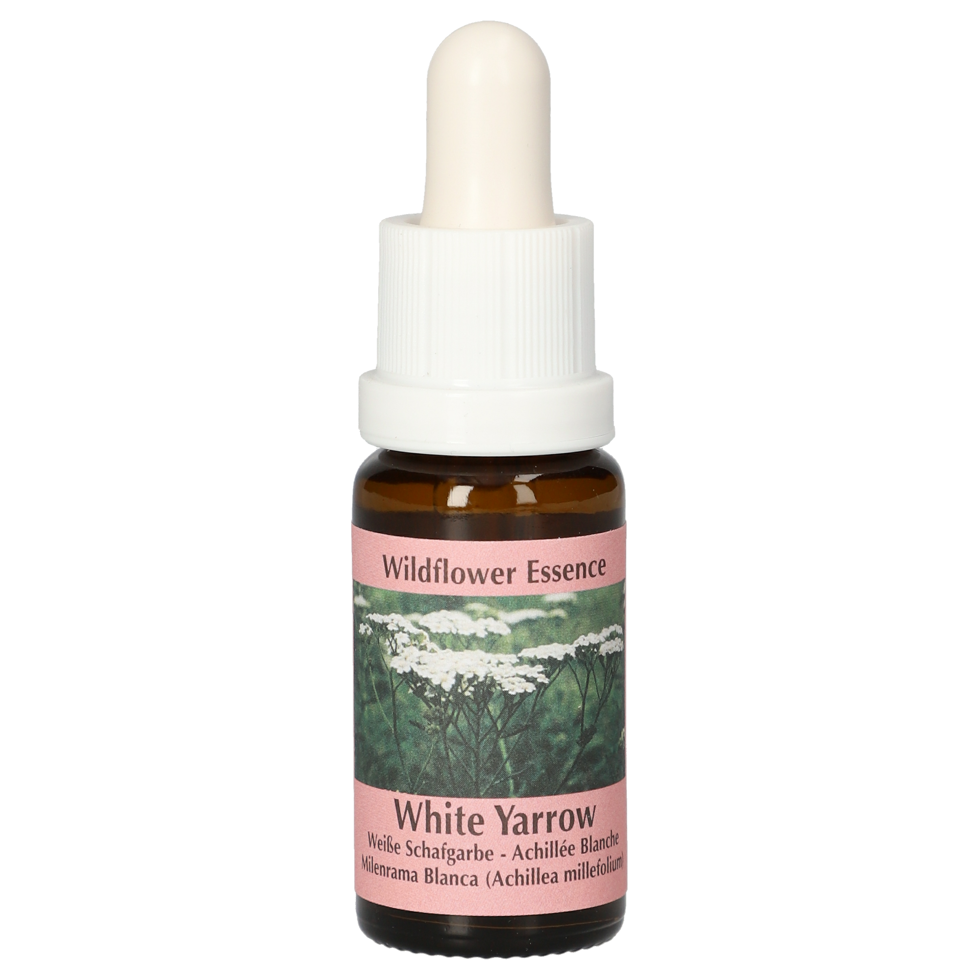 Achillée blanche / White Yarrow gouttes