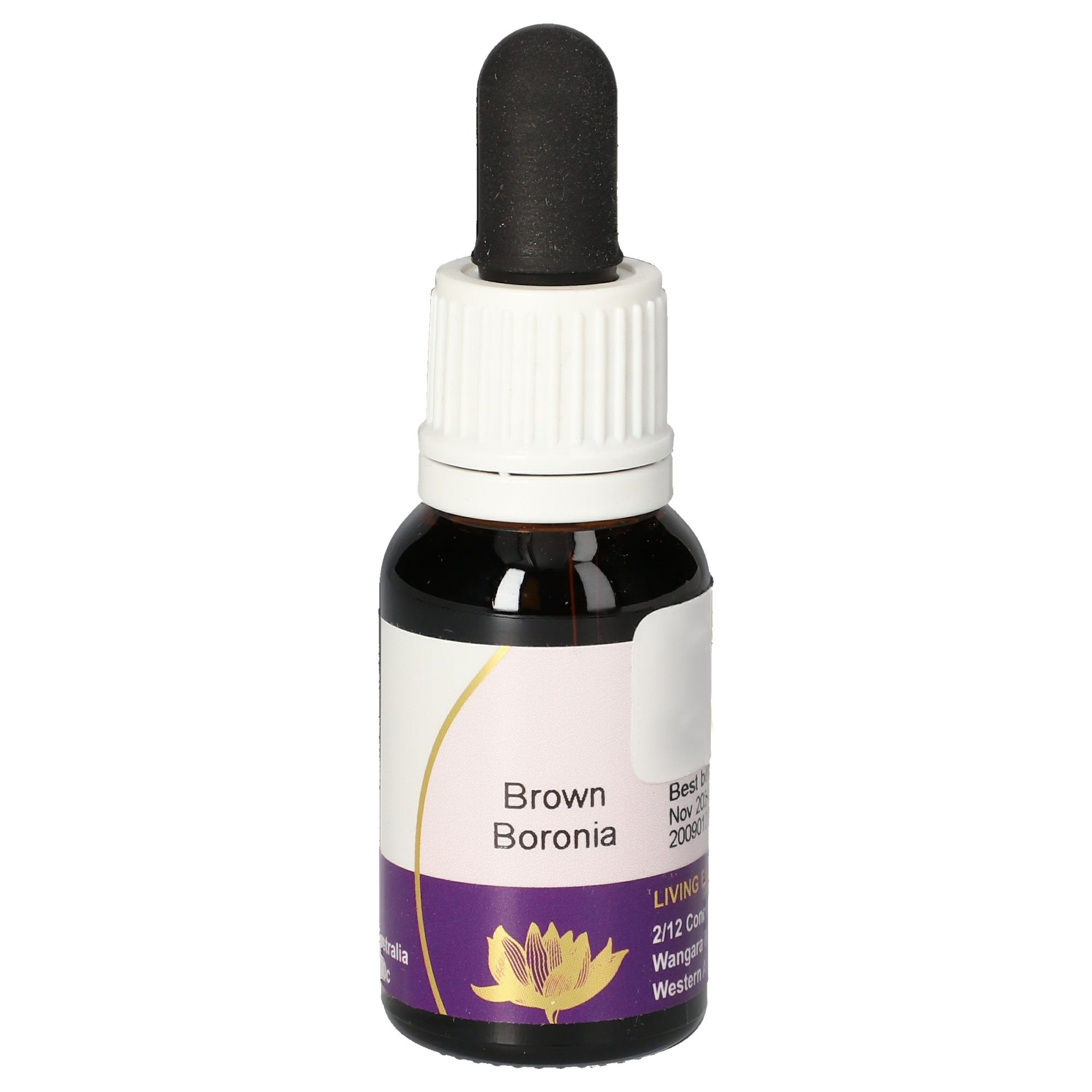 Brown Boronia Tropfen
