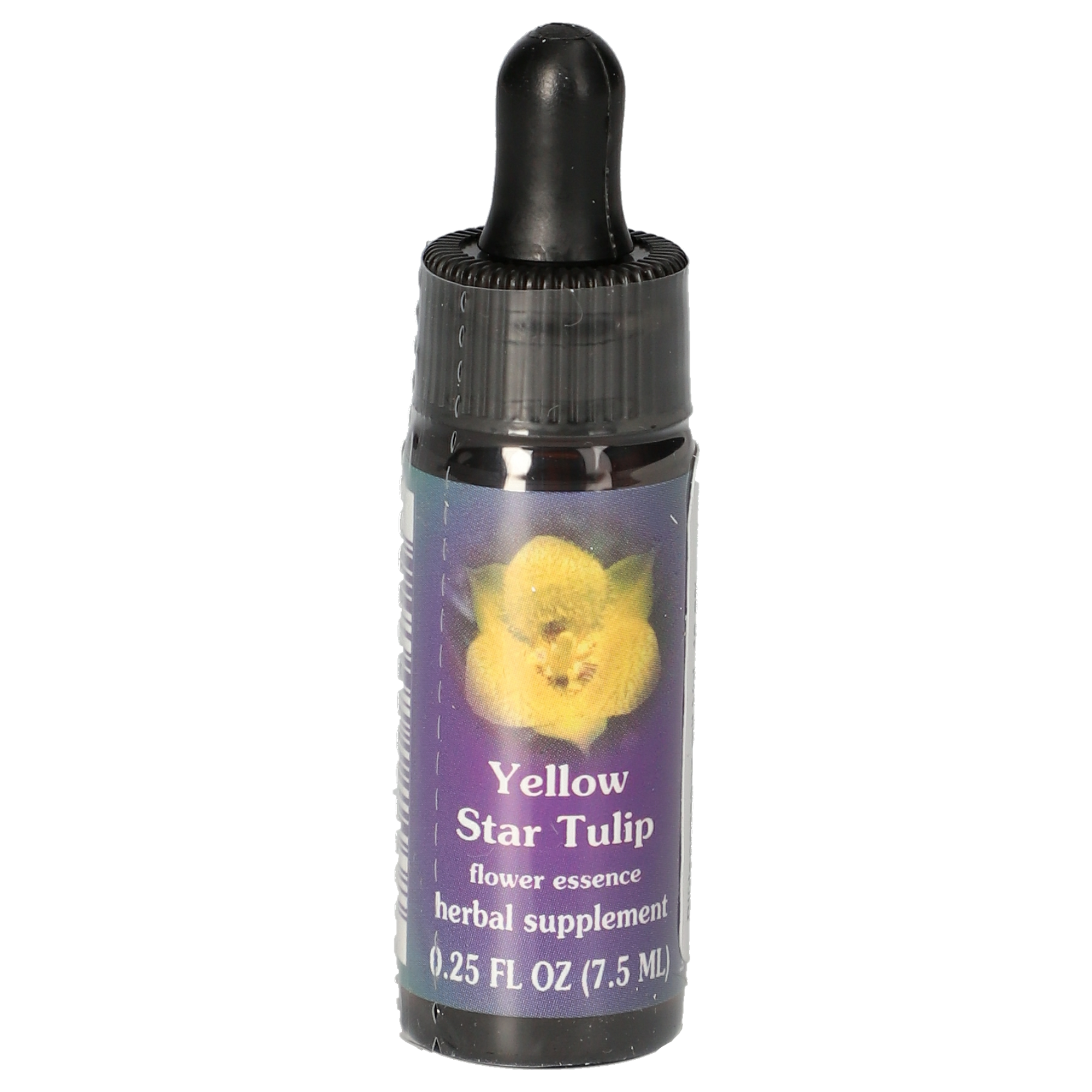Yellow Star Tulip / gelbe Mormonentulpen Tropfen