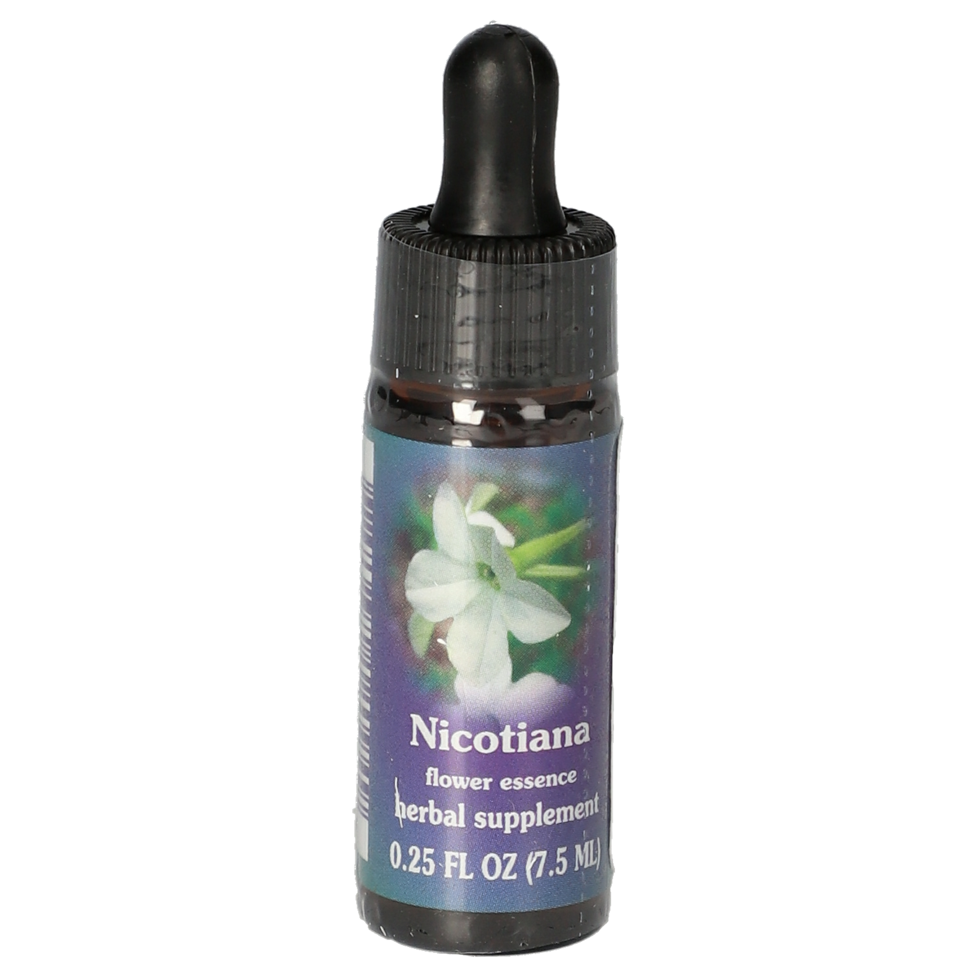 Nicotiana / Tabac ailé gouttes