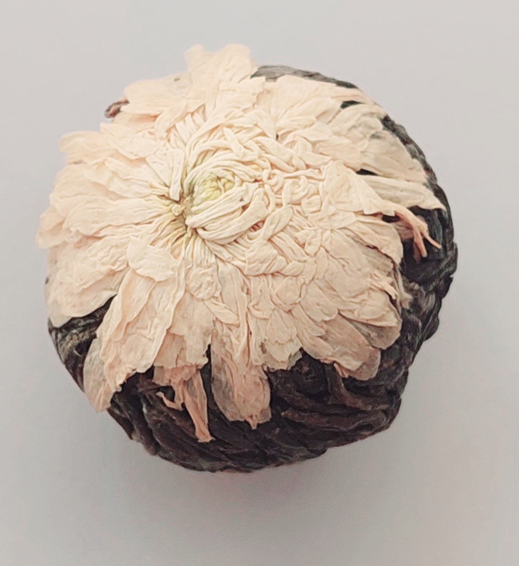 20230925_102705 Pu Err Ball Chrysantheme Scghneeball