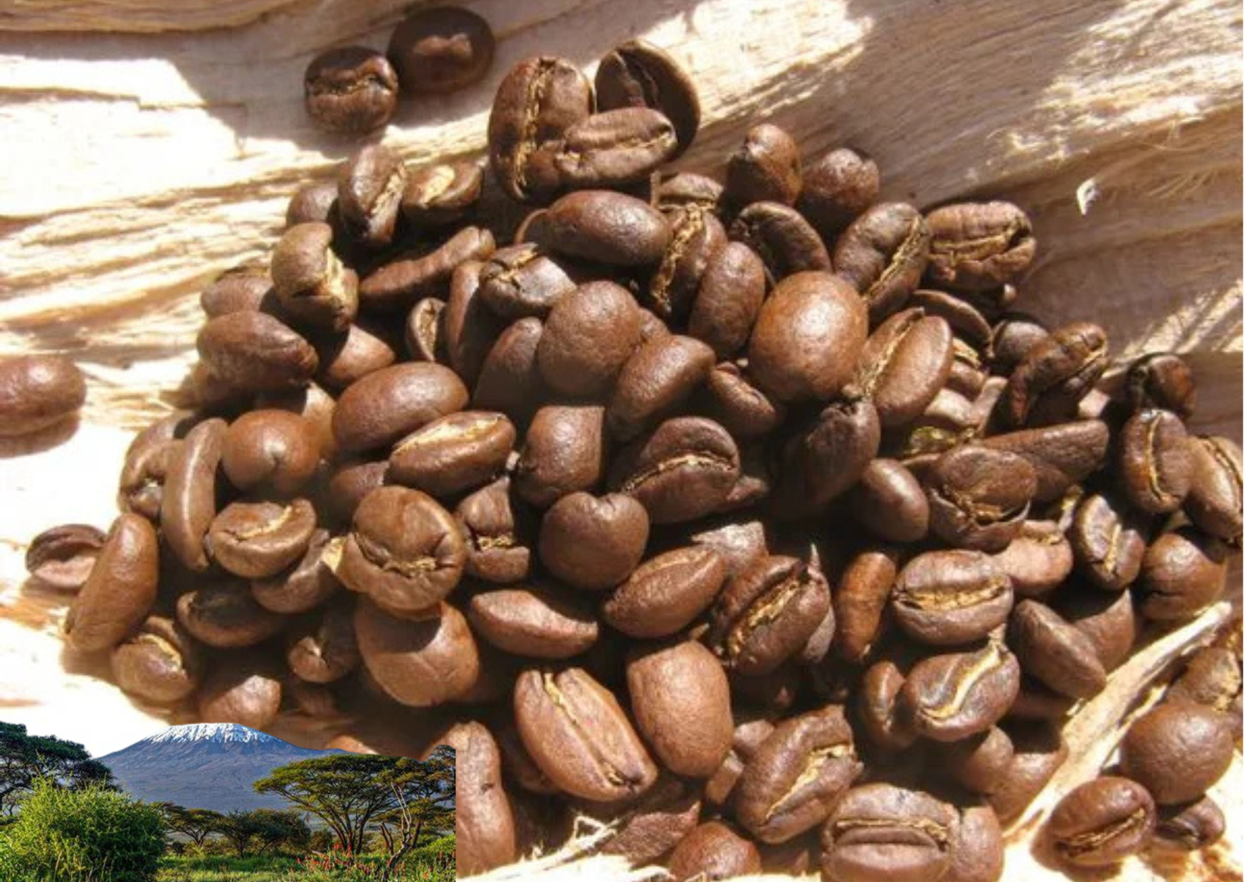 Kaffee Kilimandscharo Tansania Kaffee Kilimandscharo Tansania